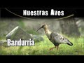 BANDURRIA - Serie Nuestras Aves