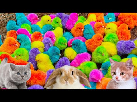 Tangkap Kucing Lucu Ayam Lucu Ayam Warna Warni Marmot Itik Hamster Burung Ikan Lele