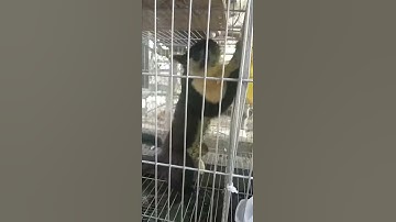 Sóc côn đảo tơ 5triu 1 cặp