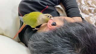 いつまでたっても起きない父さんが心配でたまらないウロコインコ