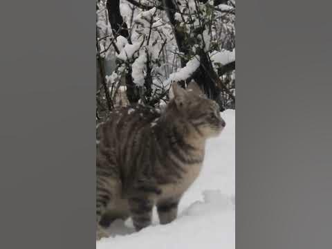 V.c Dr Saleem wani Cat #cat #catlover #attitude #attack #agility #snow ...