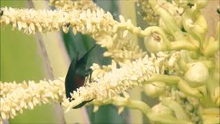 Audio Mp3 Suara Burung Kolibri ninja konin pikat, Ampuh