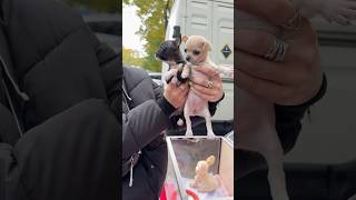 Собачий ринок Одеса Одесса котики цуценя #животные #милота #dog #dogs #счастье #собака #суперсобака