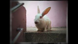 Rabbit running downstairs! (🐰)