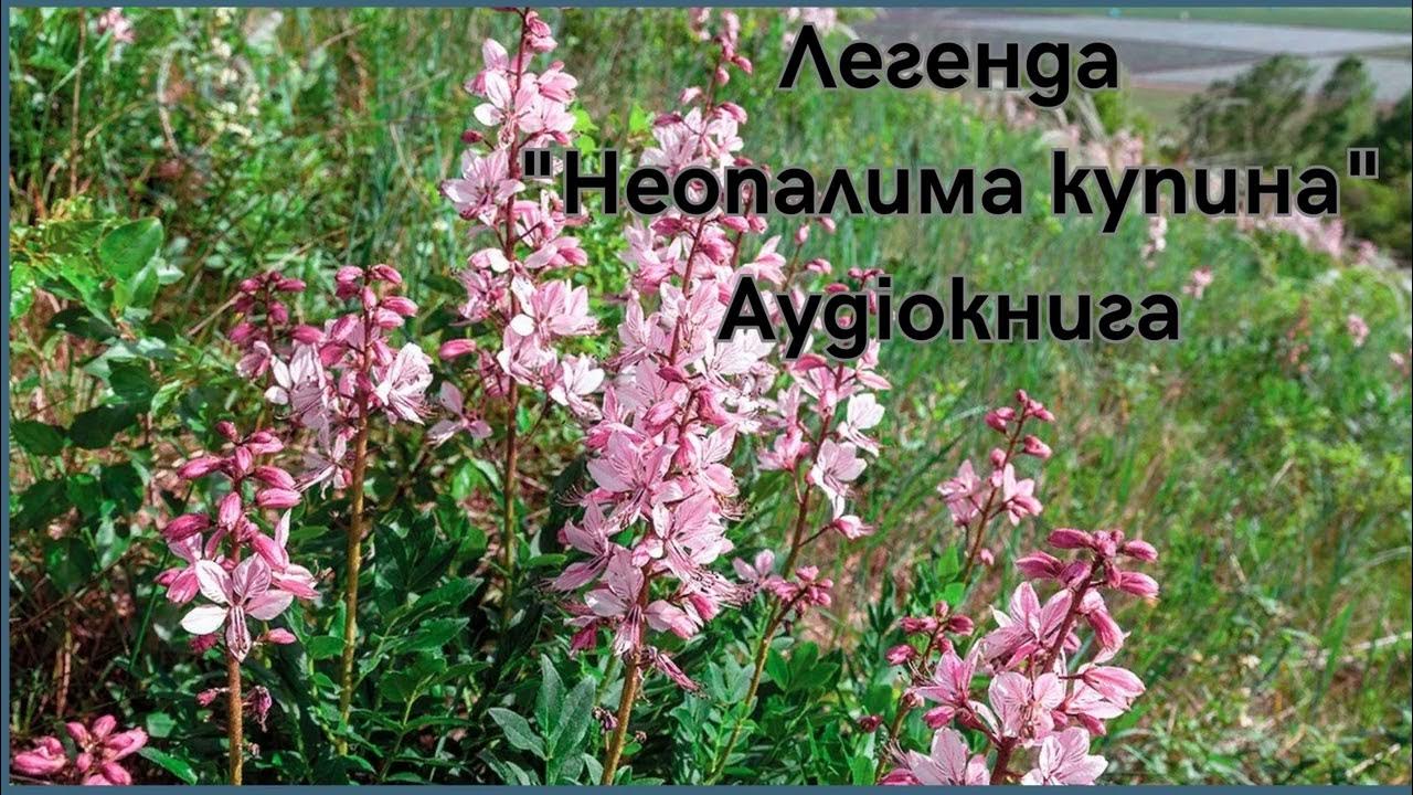 Легенда "Неопалима купина". Аудіокнига - YouTube