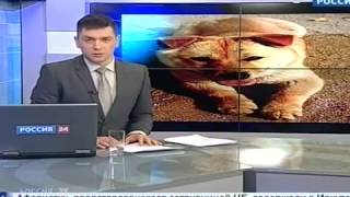 На России начали выращивать съедобных собак На России начали выращивать съедобных собак
