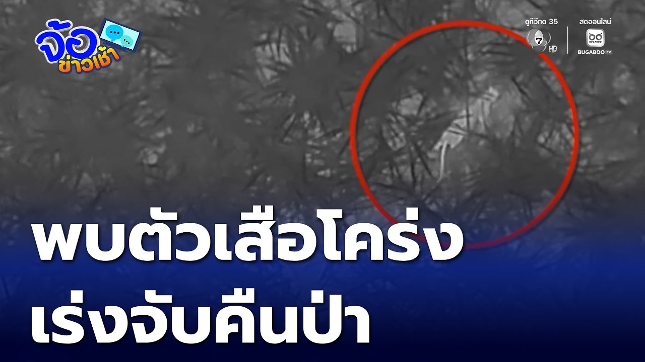พบตัวเสือโคร่ง เร่งจับคืนป่า | จ้อข่าวเช้า