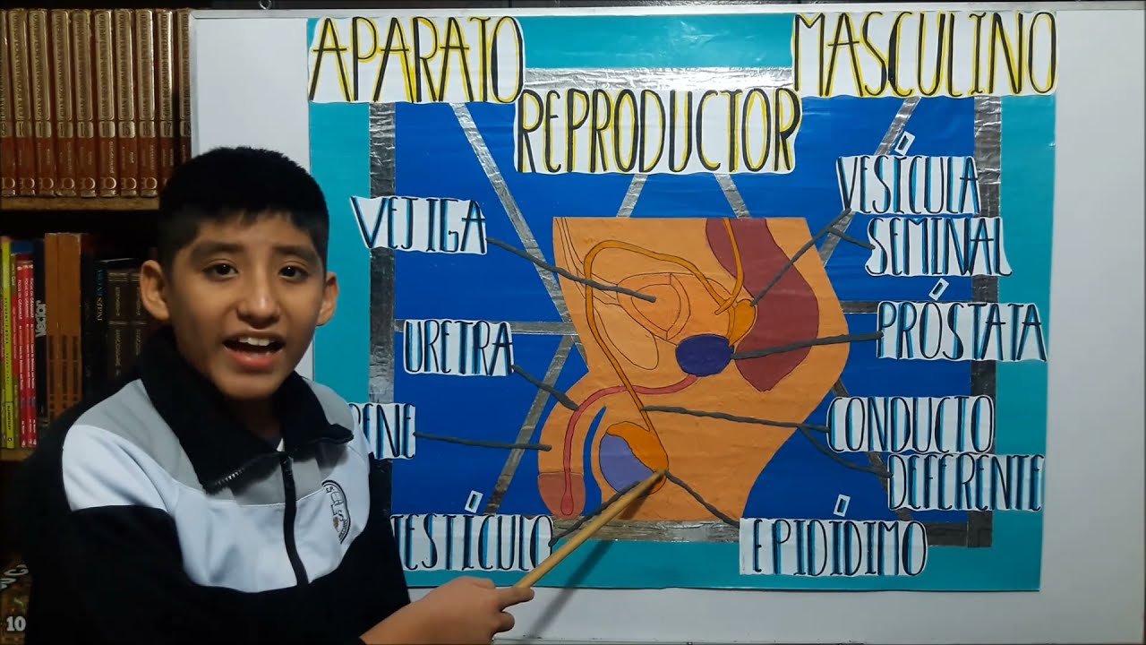 APARATO REPRODUCTOR MASCULINO