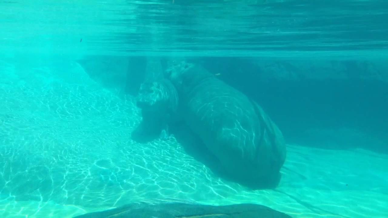 Hippo Mom teaches Baby Hippo to Breathe Underwater watershed