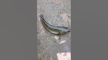 Câu cá bằng chai nhựa và cái kết