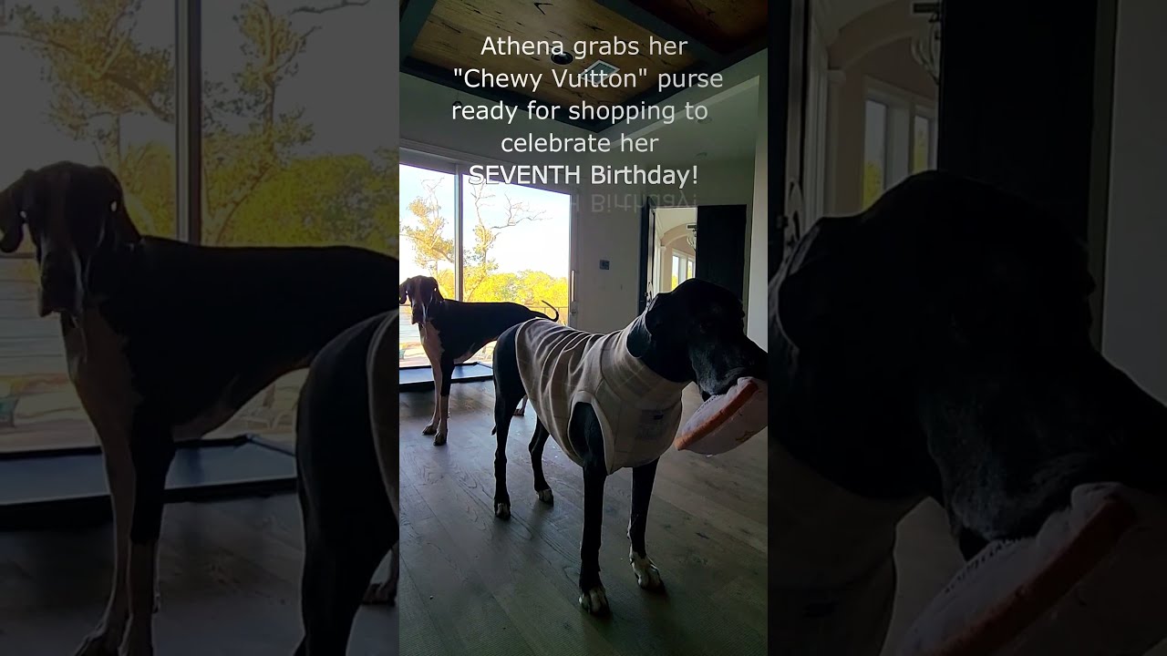 Great Dane Photo Bombs 7th Birthday Photo Shoot! 