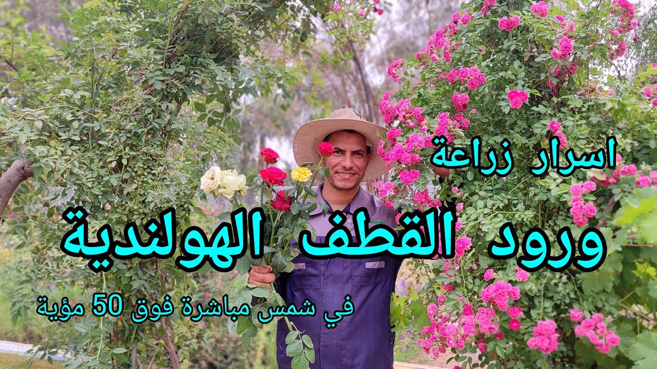 ورود القطف الهولندية في شمس مباشرة فوق 50 مؤية  بالعراق 🇮🇶 النجف تعرفوا على أسرار الزراعة