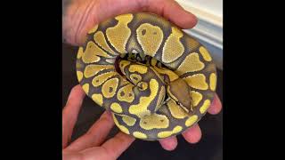 Morph Showcase Hypo Het desert Ghost Ball Python