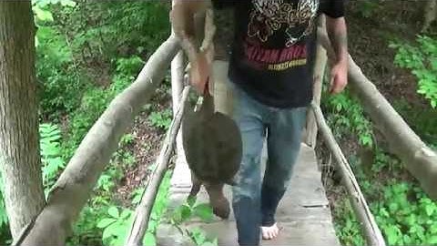CATCHING AND EATING SNAPPING TURTLES!  https://gofund.me/39fcfe2a