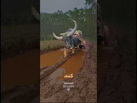 چرا بوفالوها برای انسان کار می کنن راز اهلی ترین غول زمین 