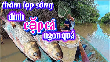 thăm lọp sông dính cặp cá mè quá ngon