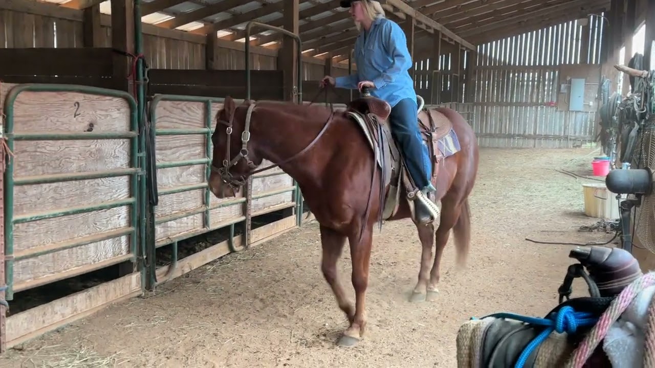 ⭐️Highlight ⭐️ - 🔥515- sorrel QH gelding 5yr old 14.3HH $5250 