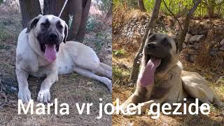 ANADOLU ÇOBAN KÖPEĞİ JOKER VE BOZ ÇOBAN KÖPEĞİ MARLA İLE KISA BİR GEZİ