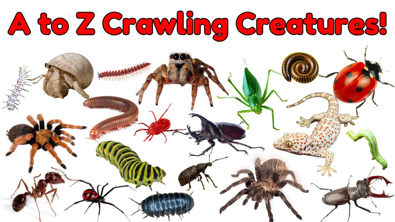 A to Z Crawling Creatures for Kids | Bug, Insect & Spider Names for Preschoolers |Crawling Creatures