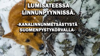 LINNUNPYYNTIÄ LUMISISSA METSISSÄ.