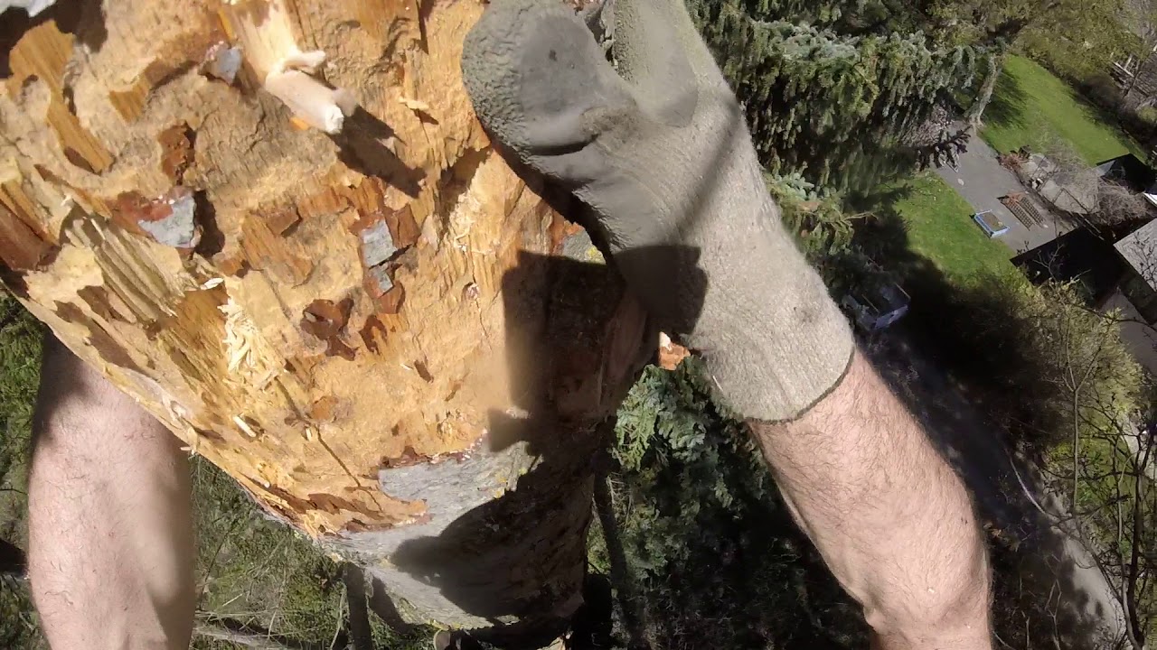 SKETCHY!!!!! Dead tree climbing fun! - YouTube