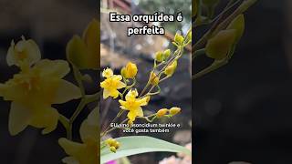 Oncidium twinkle