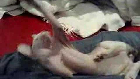 Watch the video about Funny Sphynx Kitten Play