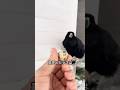 今は「鳥頭」って言われたらむしろ褒め言葉です