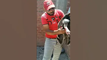 ازاى اعرف الرومى الذكر من النتايه 