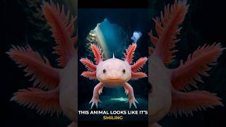 The Minecraft Animal That Is Disappearing in Real Life #wildlife #animallife #facts