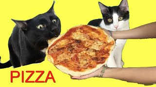 Mamá preparando pizza casera para mis gatitos bebés Luna y Estrella / Funny cats