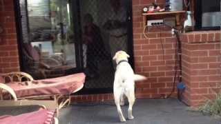 Jimmy the Kangaroo