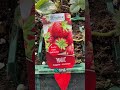 🍓 Răsadurile de căpșun – primul pas spre recolte dulci și bogate 🍓