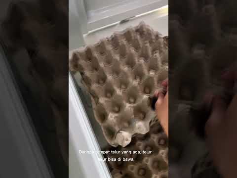 Telur jumlah banyak bisa di bawa Toyota Hilux Rangga dengan aman. dan juga bisa buat usaha apa saja