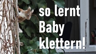 Glückliche Eichhörnchen Mama Hat Drei Kinder Happy Squirrel Mom Has Three Kids