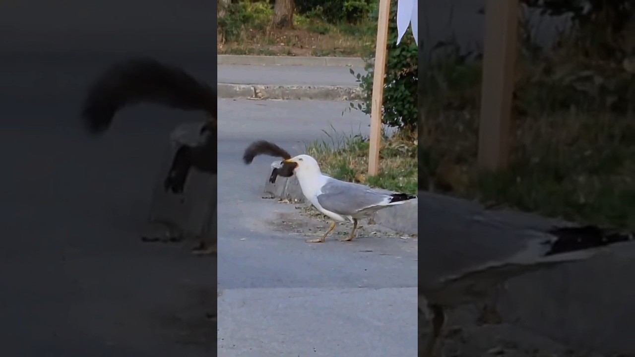 the seagull ate the squirrel