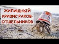 Раки-отшельники: вечный поиск жилья | Познавательное видео | Удивительный мир беспозвоночных