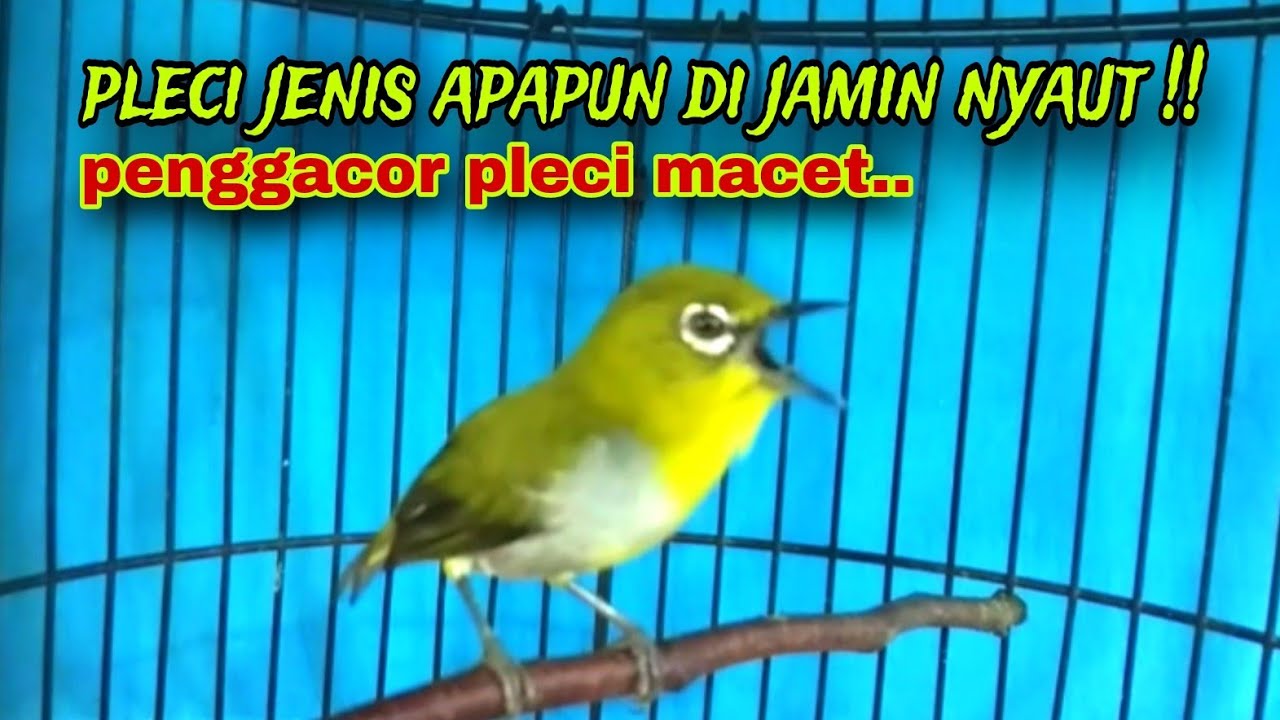 Pleci Ngecir + Ngeriwik Sambung Ngalas Penggacor Semua Jenis Pleci Di Jamin Ampuh
