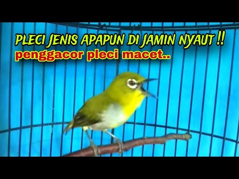 Pleci Gacor || Pleci Ngecir + Ngeriwik Sambung Ngalas Paling Ampuh