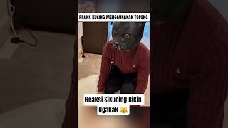 Reaksi Kucing Saat Diprank Pemiliknya. Bikin Ngakak Sekaligus Kasian