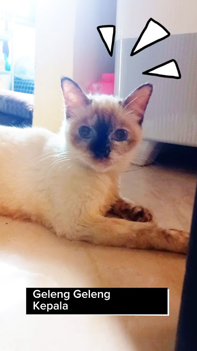 Hidung gosong geleng geleng #cat #kucing