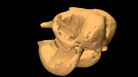 elephant skull CT scan 3D reconstruction