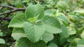 Ajma Paan- A Natural Remedy For Many Health Ailments