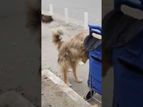 Perritos callejeros Roban a DeToditobavh 🤣