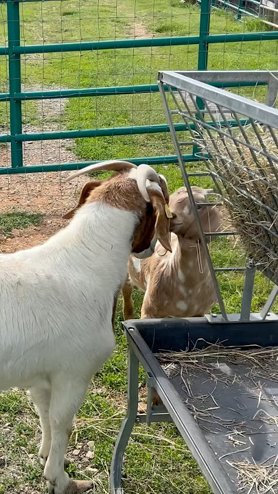 Goat Meets Another Goat For The FIRST TIME #shorts