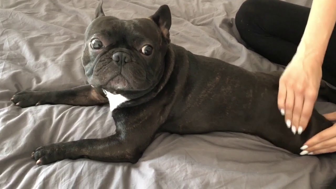 Morning massage french bulldog dog spa relax chill time YouTube