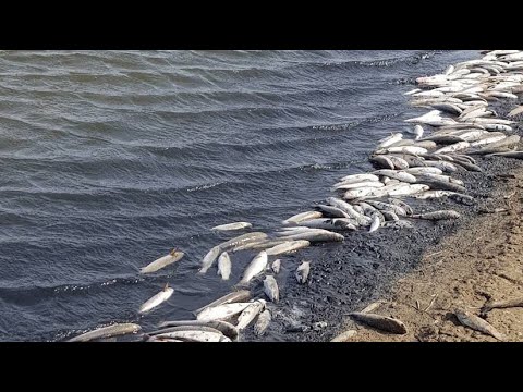 Кислородное голодание. В южноуральских озерах гибнет рыба