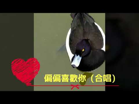 偏偏喜歡你 (合唱) ~ 李思思&青山