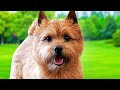 Norwich Terrier Dogs 101 - Ultimate Owner Guide (Top Pros and Cons) of Owning the Norwich Terriers