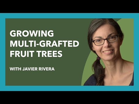 Multi-Grafted Fruit Trees with Javier Rivera and Apples in Warm Climates(Eps 91)